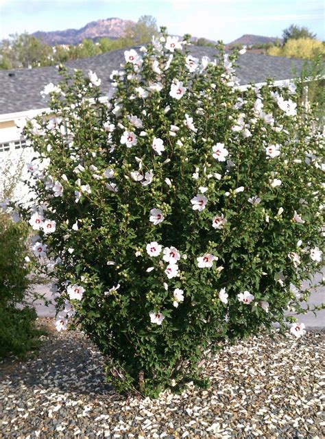 Rose Of Sharon White Whats Blooming Pinterest