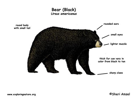 Phyisical Description Black Bears