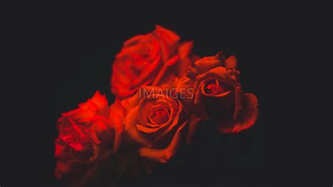 Red Rose On Black Background ·① Wallpapertag