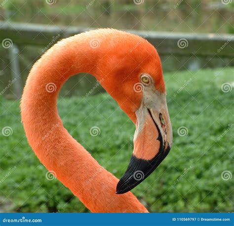 Smiling Flamingo Stock Image Image Of Closeup Tropical 110569797