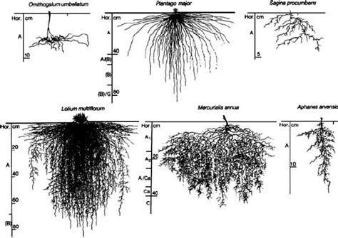 Diversity Of Root Systems On The Top Row Root Systems Are Little Download Scientific Diagram