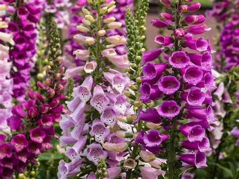 The name is recorded in old english as 'foxes glofe/glofa' or 'fox's glove'. Foxglove Pictures - Digital HD Photos