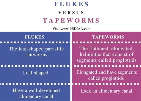 What Is The Difference Between Flukes And Tapeworms Pediaacom