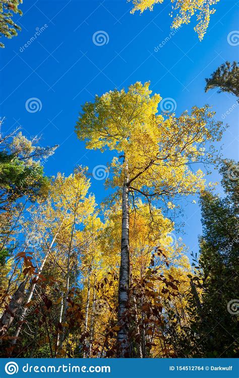 Birch Tree Forest In Fall Stock Photo Image Of Hike 154512764