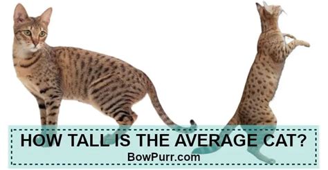 What Is The Average Cat Height How Tall Are Cats Bowpurr