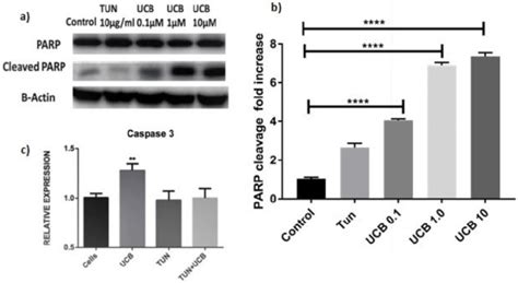 Quantification Of Parp And Caspase 3 Expression Awestern Blot Of Parp