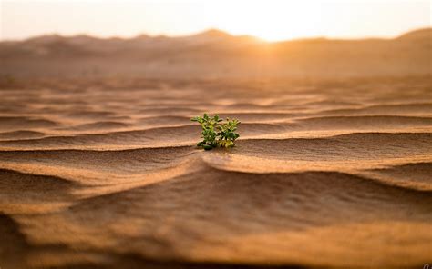 Leaves Plants Sand Desert Landscape Nature Depth Of Field Dune