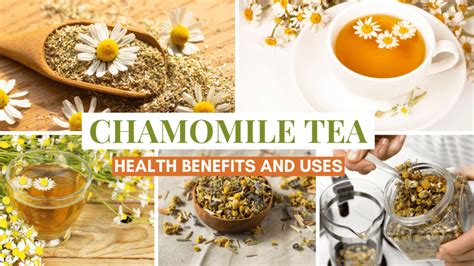 Chamomile Tea Health Benefits Uses And Side Effects Helthy Leaf
