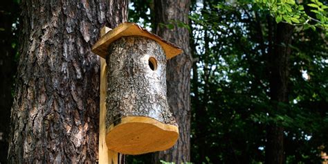 Construire Maison Oiseau En Bois Ventana Blog