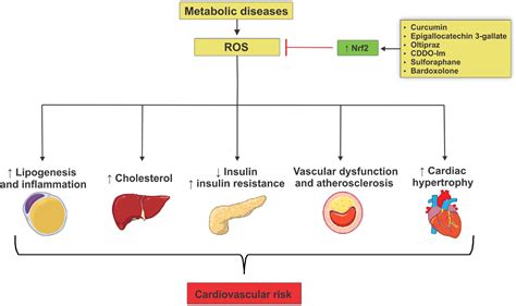 Obesity And Cardiovascular Disease Ncbi - Cardiovascular Disease