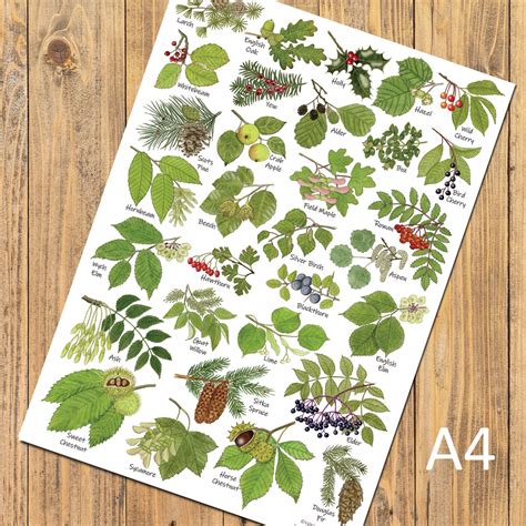 British Tree Leaves Identification A4 Card Poster