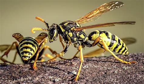 Yellowjacket Wasps By Wes Iversen Wasp Insects Yellow Jacket