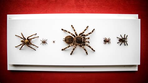 Its Alive Students Snare Spiders For Museum Exhibit Cornell Chronicle