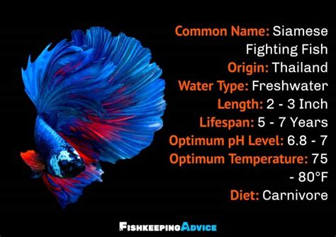 Betta Fish Care Guide Tank Setup Diet Tank Mates And More