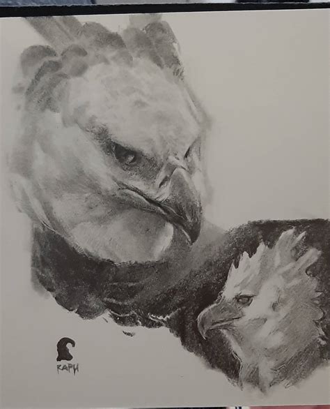 Harpy Eagle Sketch By Raphtor On Deviantart