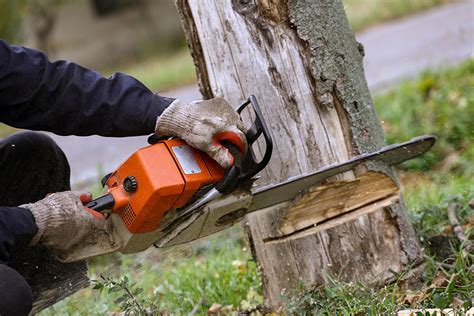 7 Benefits of Hiring a Professional Tree Removal Service | Tree Removal