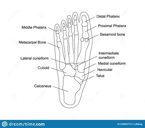 Human Foot Bones Anatomy With Descriptions Foot Parts Structure Human Internal Organ