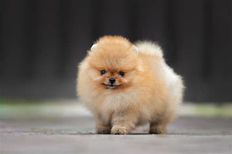 Teacup Pomeranian Breed Size Price Health And More 2023