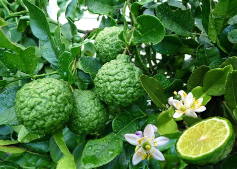 Intelliblog All About Kaffir Limes