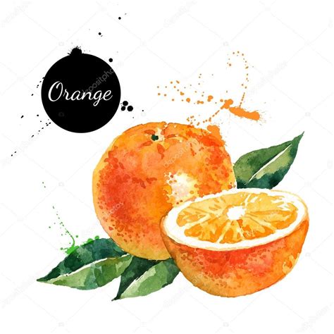 Hand Drawn Watercolor Painting Oranges — Stock Vector © Pimonova 78985400