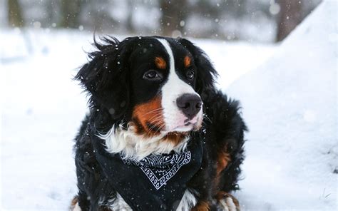 Download Wallpapers Bernese Mountain Dog 4k Pets Winter Cute