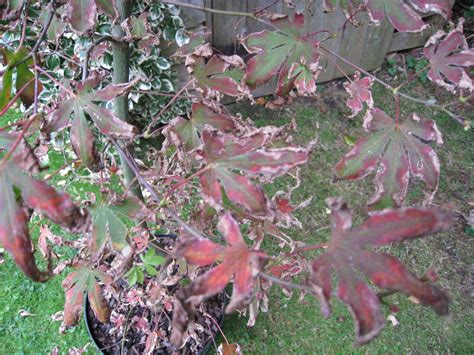 Maples are susceptible to various diseases caused due to pests, insects, and fungus. Japanese maple from nursery : Bonsai