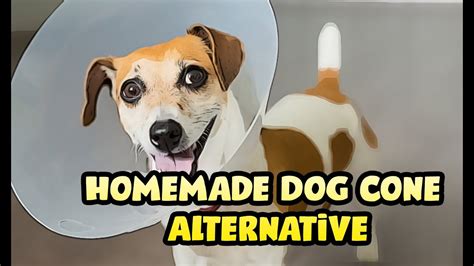 Homemade Dog Cone Alternative Youtube