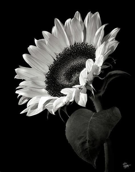 Many fine art photographers prefer black and white images for their tendency to distance the subject matter from reality. Sunflower In Black And White