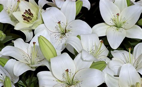 White Lily Flowers Hd Wallpaper Wallpaper Flare