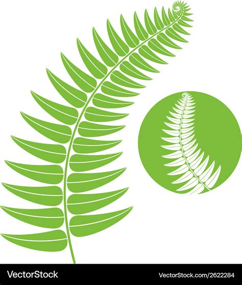 Fern Royalty Free Vector Image Vectorstock