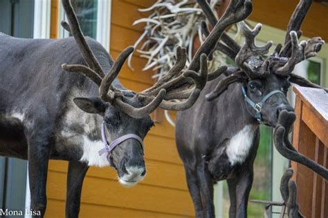 Running Reindeer Ranch Fairbanks 2019 What To Know Before You Go With Photos Tripadvisor