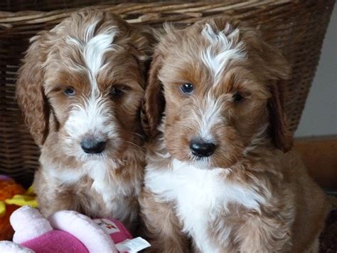 Mini goldendoodle puppies are ideal for families, especially with children. Dog and Puppy Pictures - My Dog Breeders