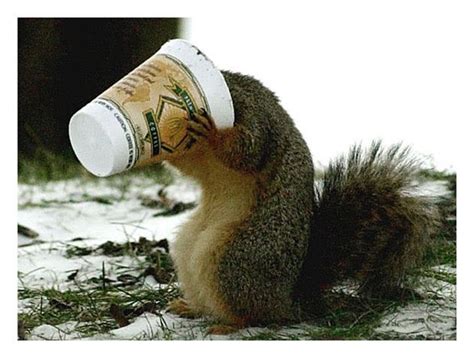 Pictures Of Animals Drinking Coffee Pictures Of Nnature