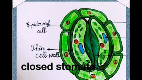 How To Draw Structure Of Closed Stomata Youtube