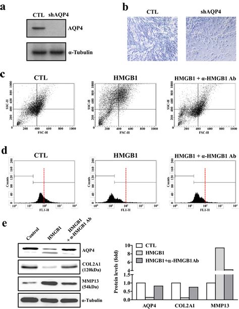 chondrocyte defects by loss of aqp4 and improvement of hmgb1 induced download scientific