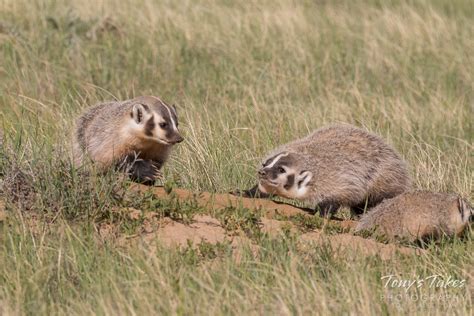 American Badger Cubs Playing Around The American Badger Fa Flickr