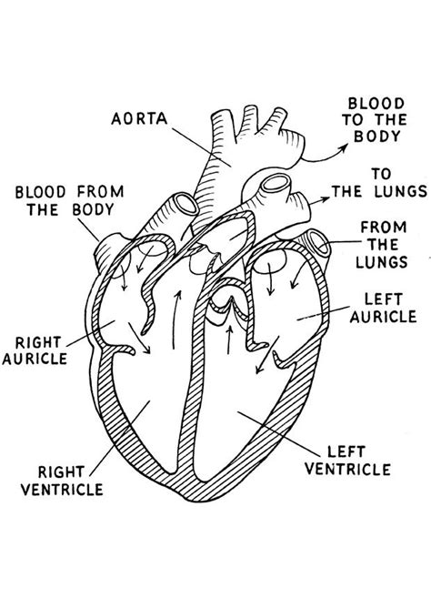 Coloring Page Heart Img 16644 Medical Student Study Heart Diagram