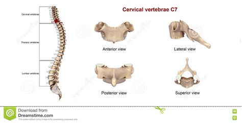 Cervical Vertebrae C7 Stock Illustration Illustration Of Bony 78412604