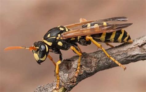 Paper Wasp Identification And Prevention In Elizabeth City Nc