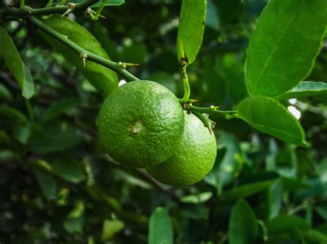 Citrus Fruit Green Lemon Fruit In Close Up Photography Lime Image Free