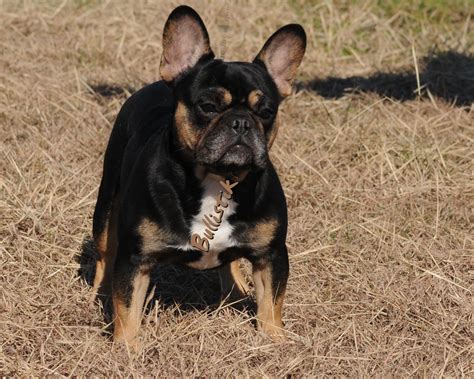 The white french bulldog is simply one of many coat colors this breed comes in. Tycoon - Blue French Bulldogs by Bullistik
