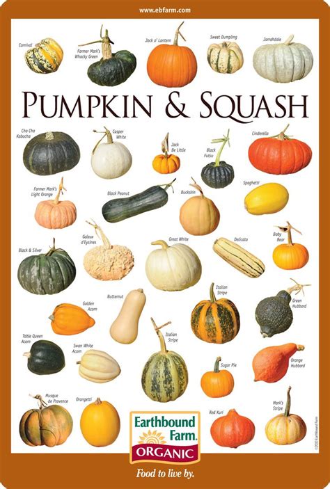 21 Ideas For Types Of Winter Squash Best Round Up Recipe Collections