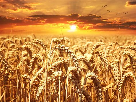 Free Photo Wheat Field Biological Cereal Cornfield Free Download