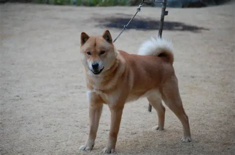 Hokkaido Dog Info Temperament Puppies Pictures