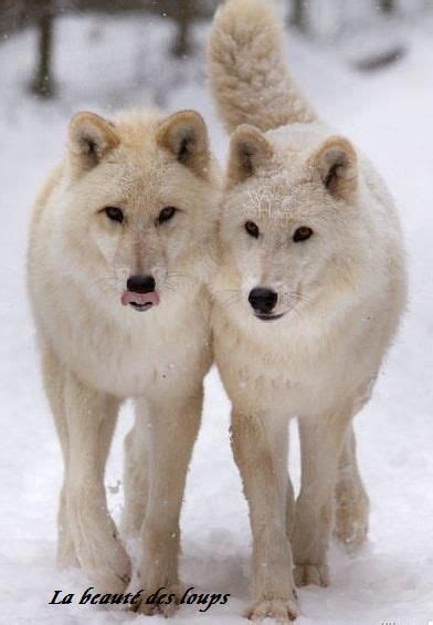 Pin By Celeste Stella On Wolves Lupi Animals Beautiful Beautiful