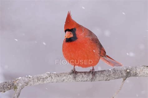 Northern Cardinal Perching On Tree Branch In Snowfall — Avian
