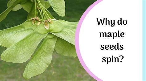 Why Do Maple Tree Seeds Spin As They Fall My Nature Nook