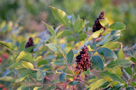 Shining Sumac — Ontario Native Plant Nursery Container Grown 705