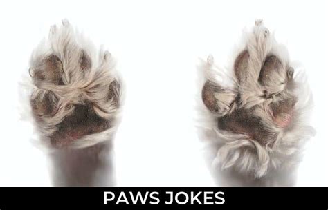 98 Paws Jokes And Funny Puns Jokojokes