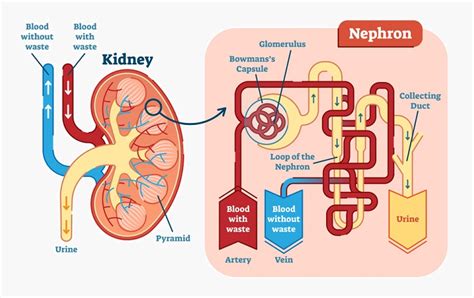 Kidney Definition Anatomy